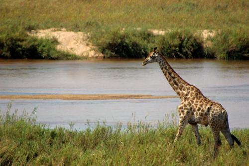 a giraffe walking in the grass next to a river at Ecolux Boutique Hotel in Komatipoort