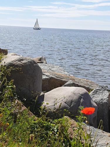 a sail boat in the water with rocks and a red flower at Ferienwohnung Zum Strandvoigt in Sassnitz