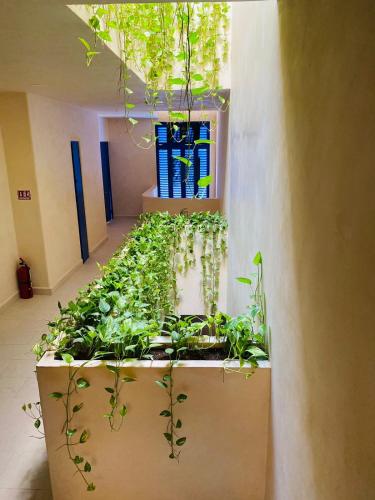 Holbox apartment – Photos 4
