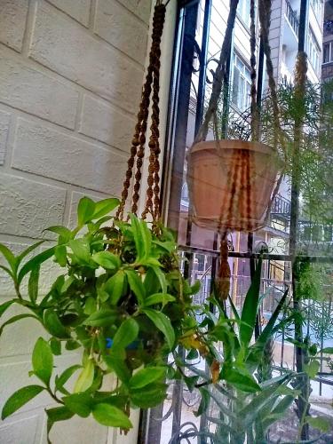 a potted plant is hanging in a room at Двухуровневая квартира студия - Duplex studio apartment in Dushanbe