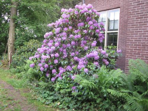 un gran arbusto de flores púrpuras junto a un edificio en B&B Beatrix, en Beilen