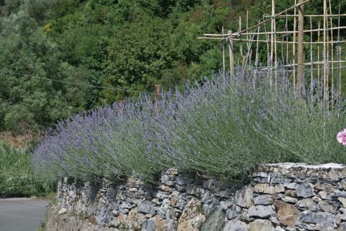 Gallery image of Cà de Pria in Casarza Ligure