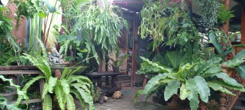 un invernadero lleno de muchas plantas en ouychai resort home stay en Chiang Mai