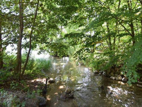 a stream in the middle of a forest with trees at Holiday Home near Lake Mausz with Sauna in Kłodno