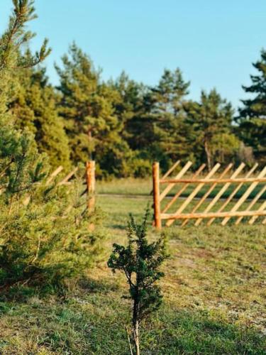 a small pine tree in front of a wooden fence at Bird nest in Undva