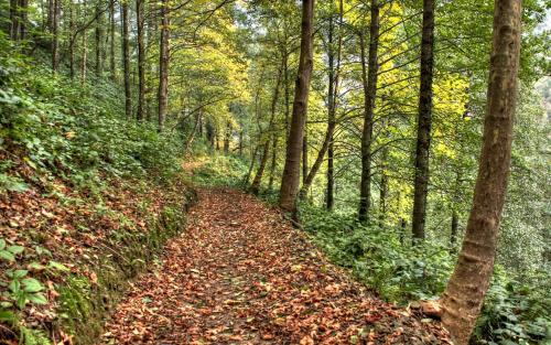 a path in the woods with leaves on the ground at Mtirala House in Khala