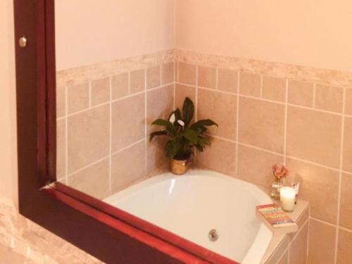 a bath tub with a potted plant in a bathroom at Tom's Place Guest House in Harrismith