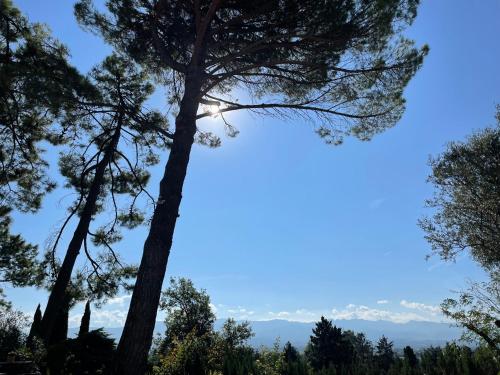 un pin avec les montagnes en arrière-plan dans l'établissement La Sauveterre, à Mours-Saint-EusÃ¨be