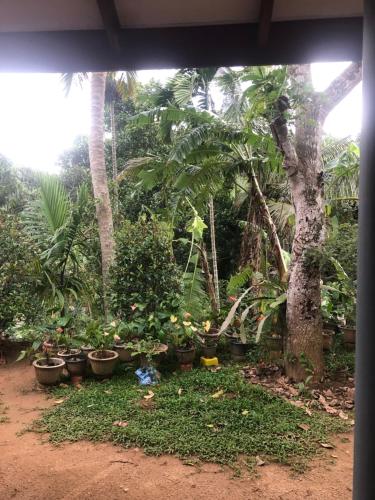 a garden with plants in pots next to a tree at BuildZone Home Stay in Balangoda