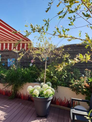 a plotted garden with a potted plant on a patio at Relais Vosgien - Hôtel Restaurant "la Table de Sophia" in Saint-Pierremont