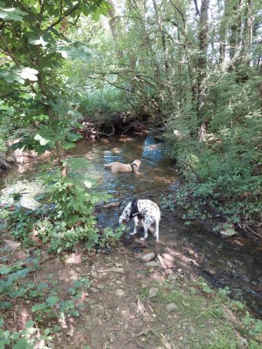 a dog standing in a stream of water at Les mésanges in Laquenexy