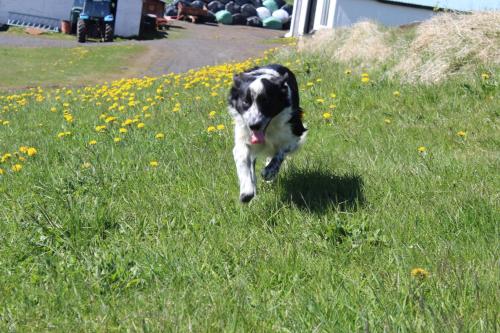 a black and white dog running in the grass at Skammidalur Guesthouse in Vík