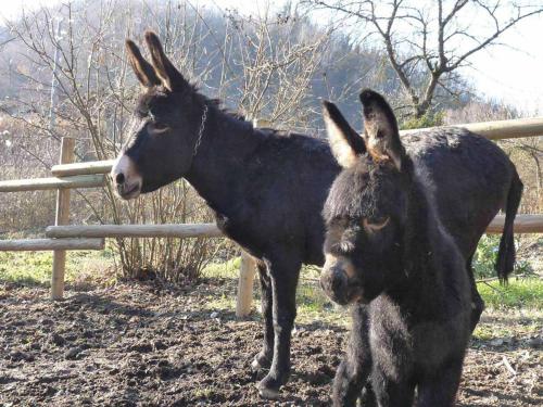 a donkey and a donkey standing next to a fence at B&B Locanda della Sesta Felicità in Vaglio Serra
