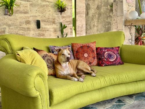 a dog laying on a green couch with pillows at Cabarete Boutique Kite Hotel for up to 15 people in Cabarete
