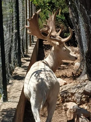 a deer with antlers standing next to a fence at Anthidon Nature Estate & Farm in Chalkida