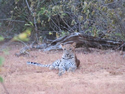 a cheetah laying in the grass in a field at Sahana Retreat in Buttala
