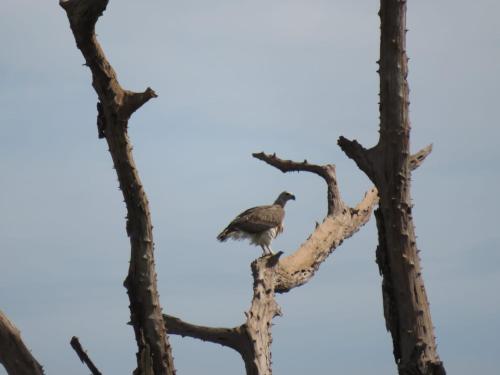 a bird perched on top of a tree branch at Sahana Retreat in Buttala