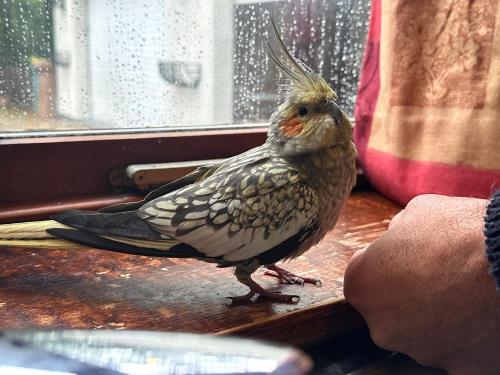 Altri animali domestici presso l'affittacamere o nei dintorni