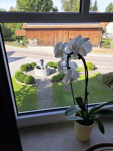 a window with a potted plant and a garden outside at Design Apartment an der Via Claudia in Oberigling