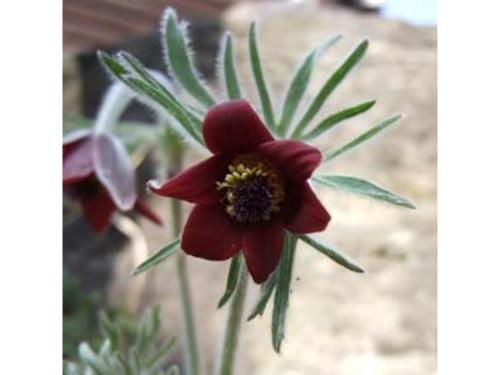 a red flower with green leaves on a plant at Resonate Club Shape - Vacation STAY 60134v in Taketa
