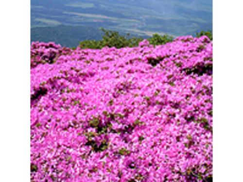a pile of pink flowers on top of a mountain at Resonate Club Shape - Vacation STAY 60135v in Taketa
