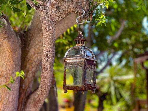 an old lantern is hanging from a tree at Jan Kok Lodges in Willibrordus