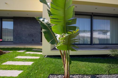 uma planta verde na relva em frente a um edifício em Casa Genne em Torres Vedras