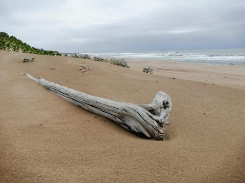 a piece of driftwood sitting on a beach at Tortuga 22 - Caribbean Estates in Port Edward