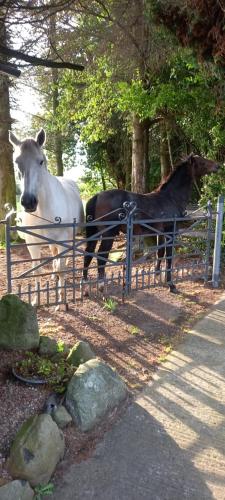 um cavalo branco e um cavalo preto atrás de uma cerca em CuckOO Nest Entire house 