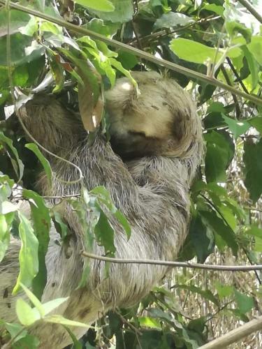 a sloth sleeping in a tree at Pachamama Eco Lodge 