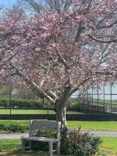 a tree with pink flowers next to a bench at Matamata Lodge in Matamata