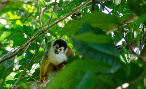 a monkey is sitting in a tree at Natural Harmony Cabin in Puerto Jiménez