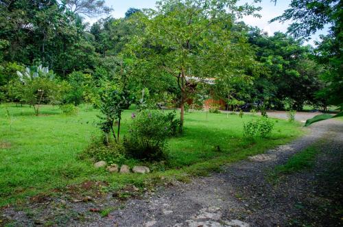 a tree in the middle of a green field at Natural Harmony Cabin in Puerto Jiménez