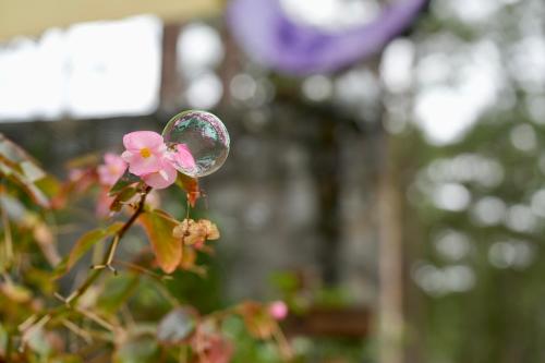 a magnifying glass on a pink flower on a plant at De Vivre Homestay Măng Đen in Kon Von Kla