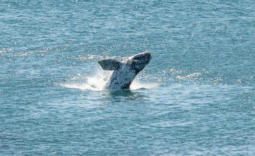 a dolphin sticking its head out of the water at Rus en Vrede in De Kelders