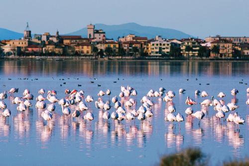 un allevamento di uccelli rosa in piedi nell’acqua di Park Hotel Residence a Orbetello