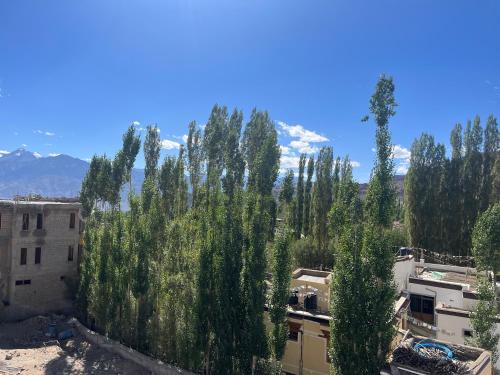 a group of trees in a city with buildings at Crown Himalaya in Leh
