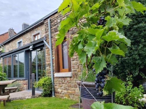 a bunch of grapes hanging from a tree in front of a house at Li Pitite Magrite in Manhay