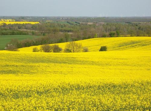 a yellow rapeseed field with yellow flowers at Ferienwohnung Brise 5, mit Spielscheune direkt am Wittensee in Bünsdorf
