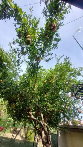 a tree with fruit on it in a yard at Relax Camping in Gjirokastër