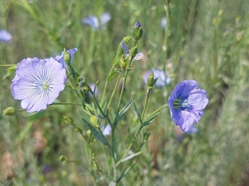 a group of purple flowers in a field at Gîte, Le Séchoir à Lin demeure de charme in Veauville-les-Baons