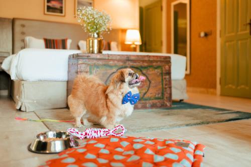 a dog standing in a room with a bowl of food at Karma Chalets in Gurgaon