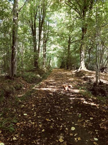a dog laying on a path in the woods at The Roade House in Northampton