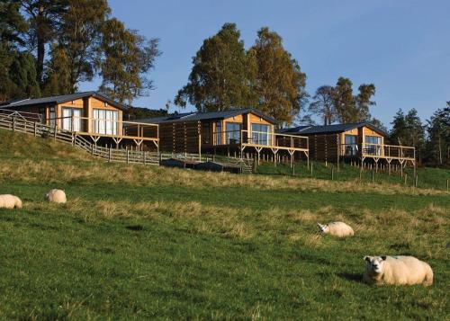 a herd of sheep laying in the grass in front of houses at Kessock Highland Lodges in North Kessock