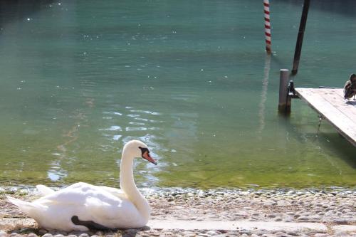 a white swan in the water next to a dock at Villa Forte Salvi - Rooms in Peschiera del Garda