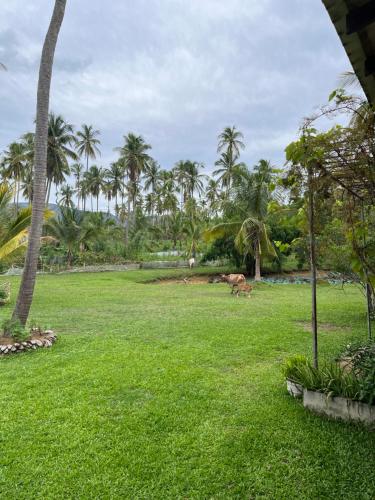 a field of grass with palm trees in the background at Rivendell Twisted Tree in Kurunegala