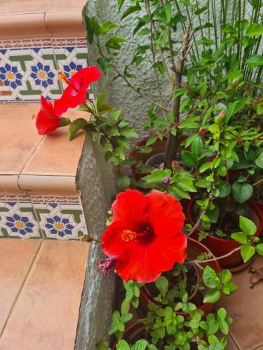 two red flowers in a pot next to a wall at Casa Tropical, serene poolside retreat in nature in Albox