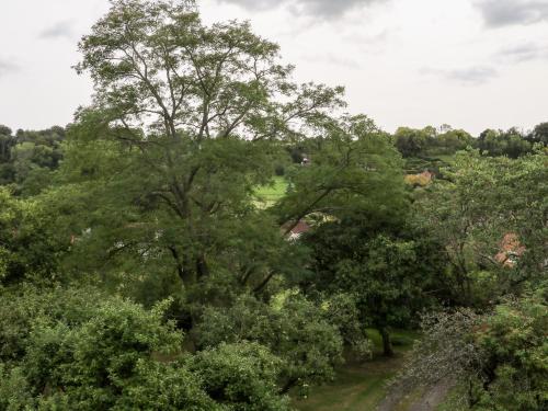 a large tree in the middle of a field at Hapton Folly in Waterlooville
