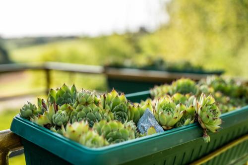 a bunch of cactus plants in a green container at Mjesto za odmor Golden Hill in Šandrovac