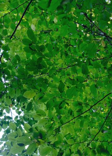 a close up of green leaves on a tree at baumhaus buchengrün in Dobl-Zwaring